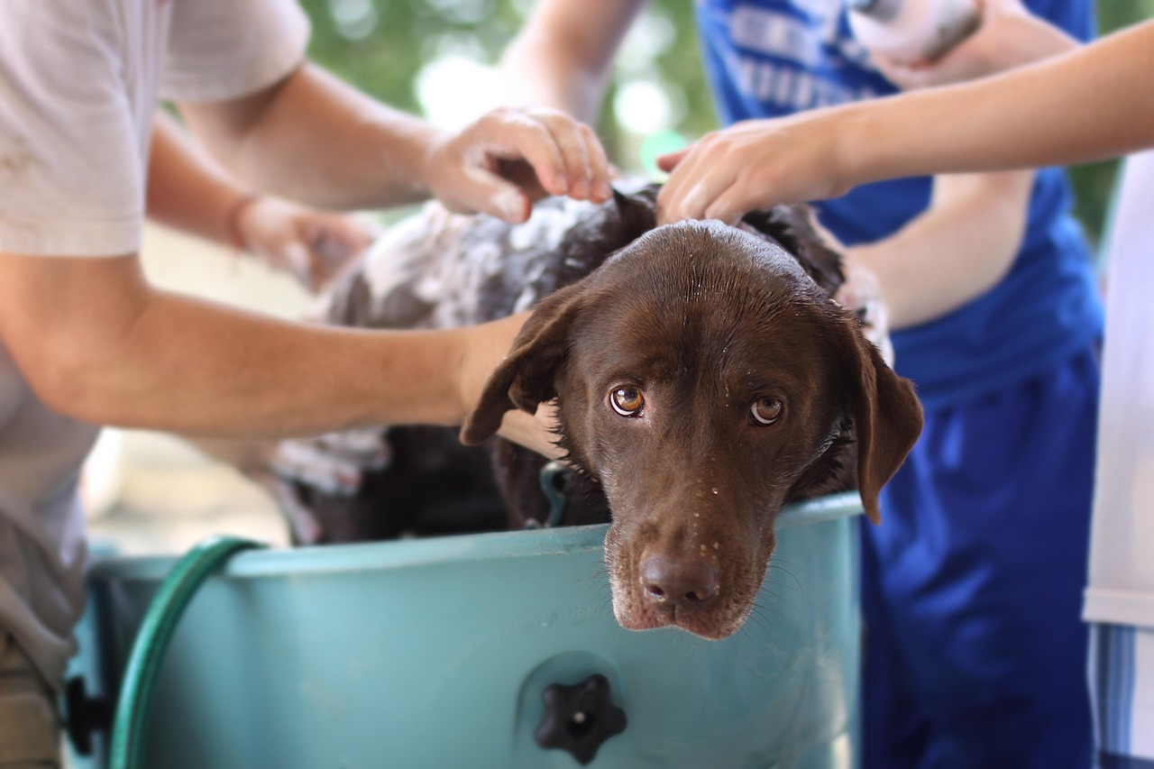 dog wash, tub, brown dog getting washed, water, hose, bath, nature, soap